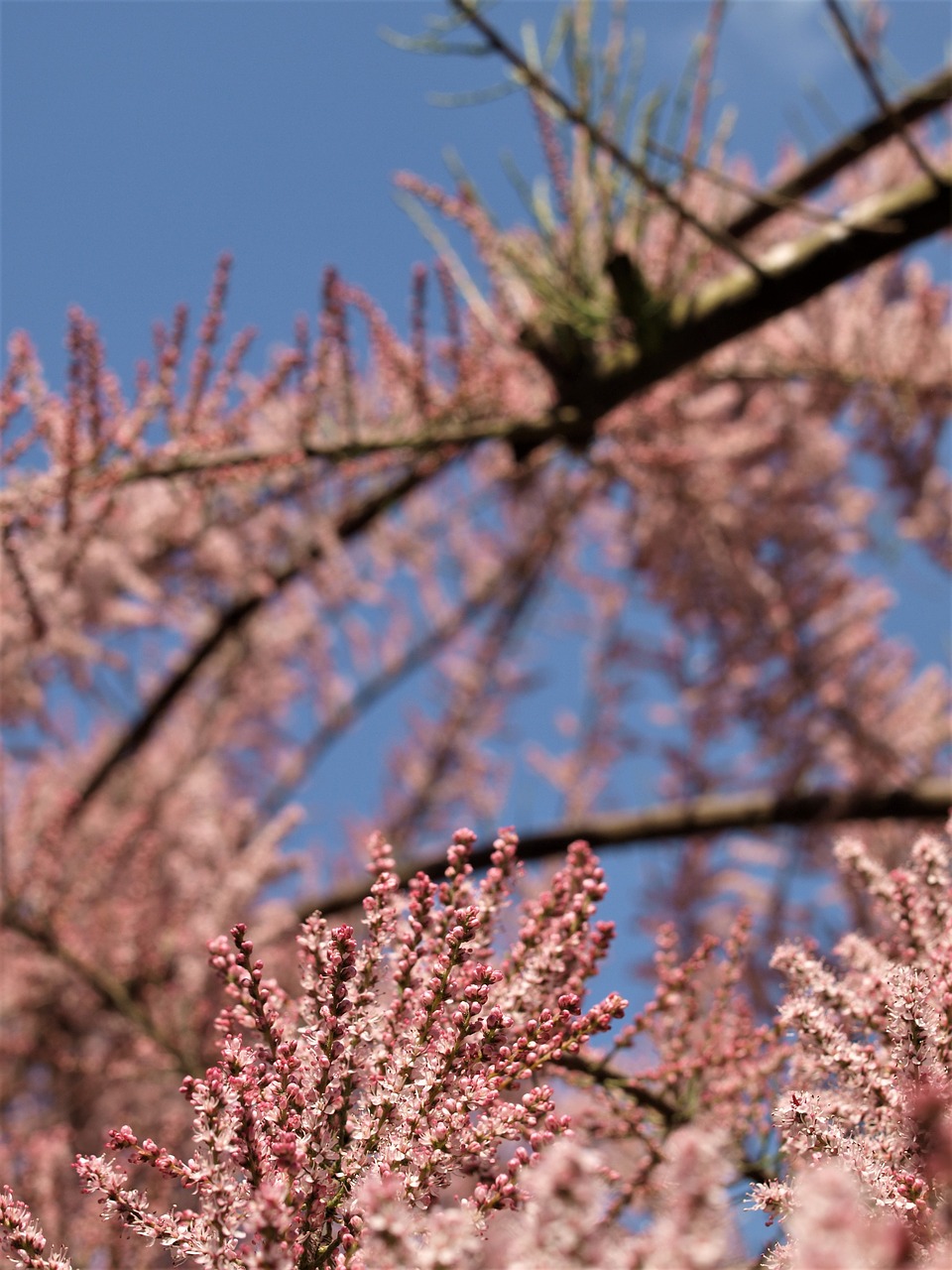 tree  blossom  spirea free photo