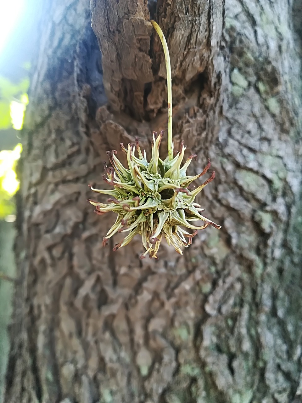 tree  wood  nature free photo