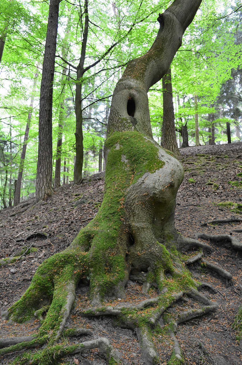 tree forest tree roots free photo