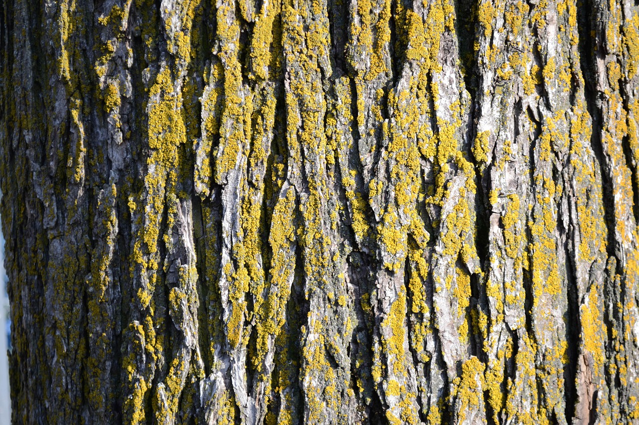 tree  texture  natural free photo