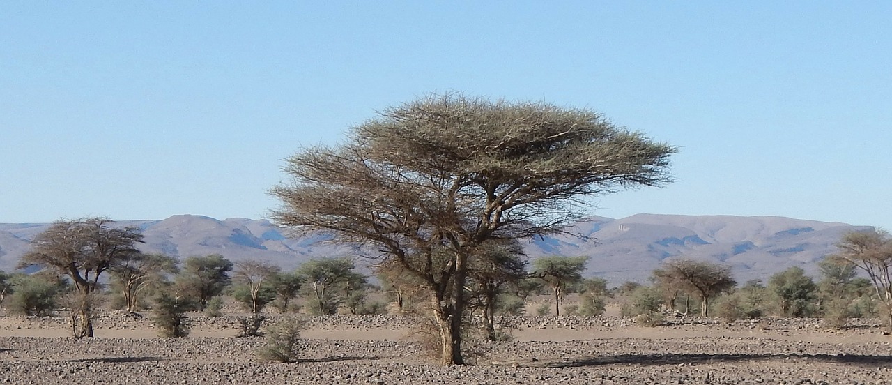 tree desert morocco free photo