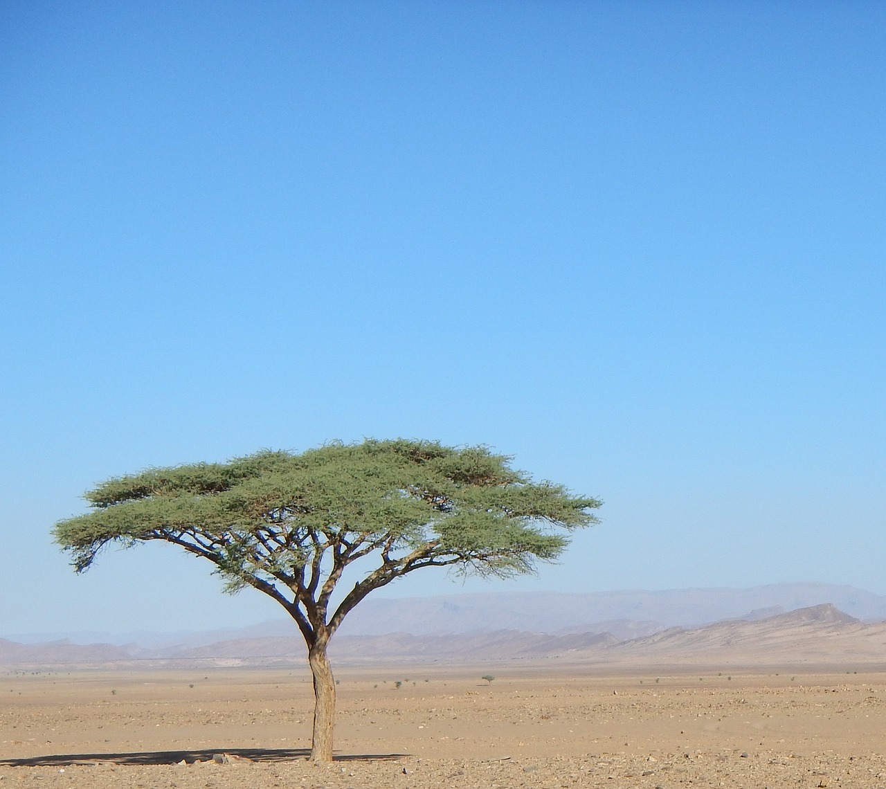 tree desert morocco free photo