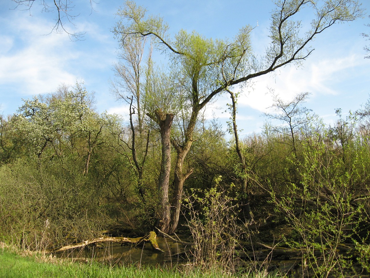 tree nature spring free photo