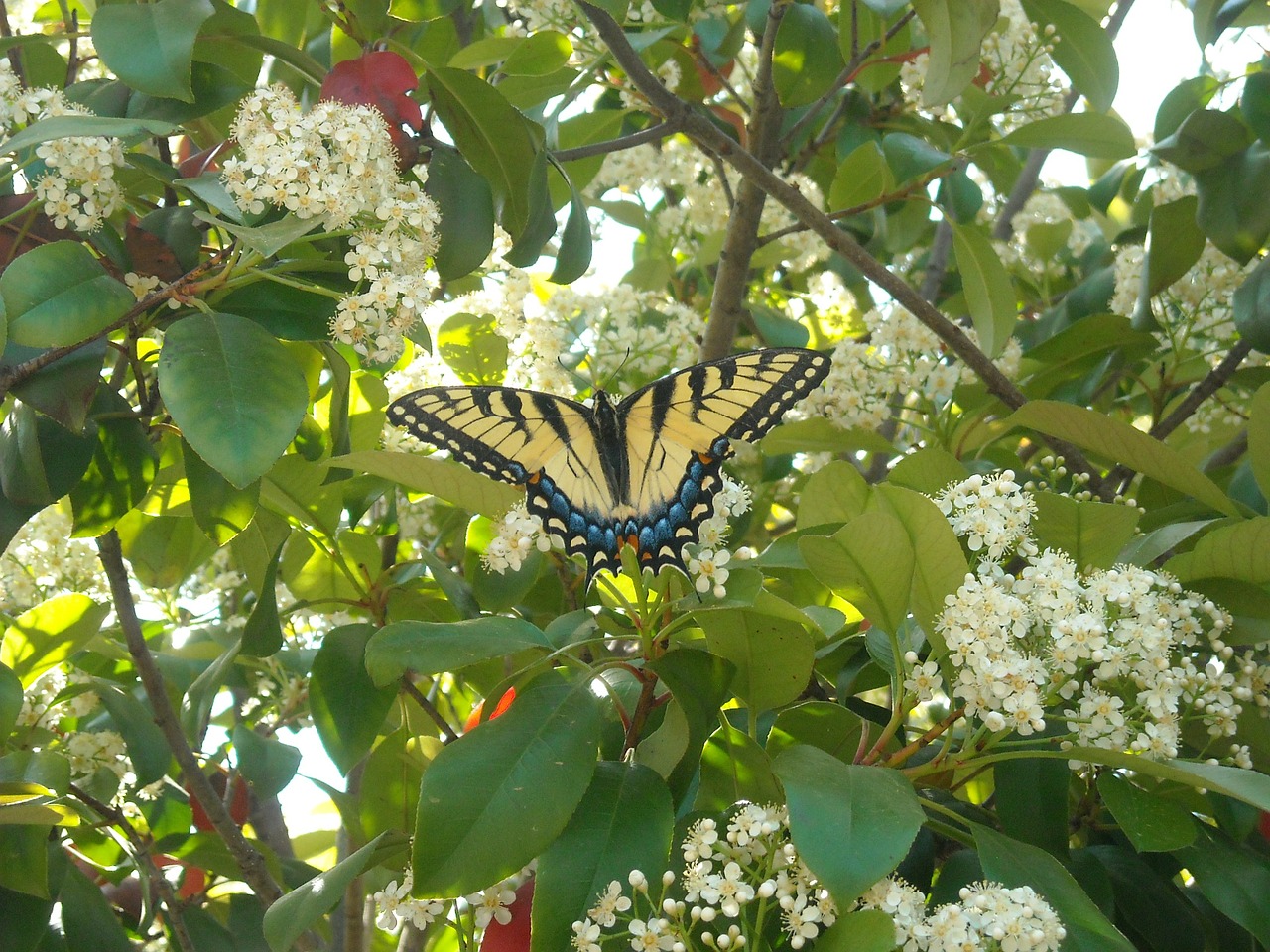 tree blossom spring free photo