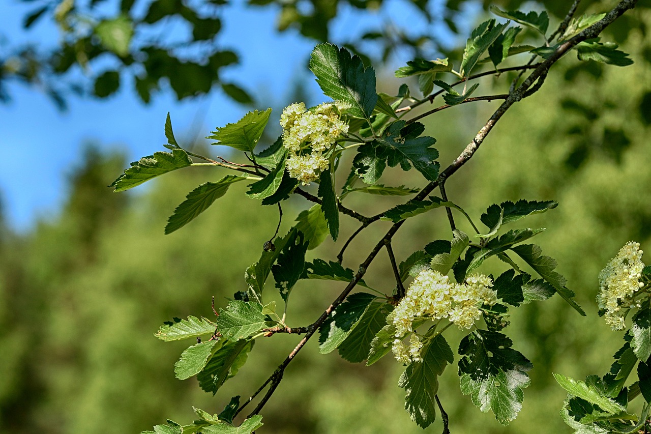 tree  nature  wood free photo