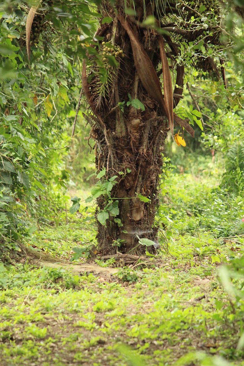 tree  nature  trunk free photo