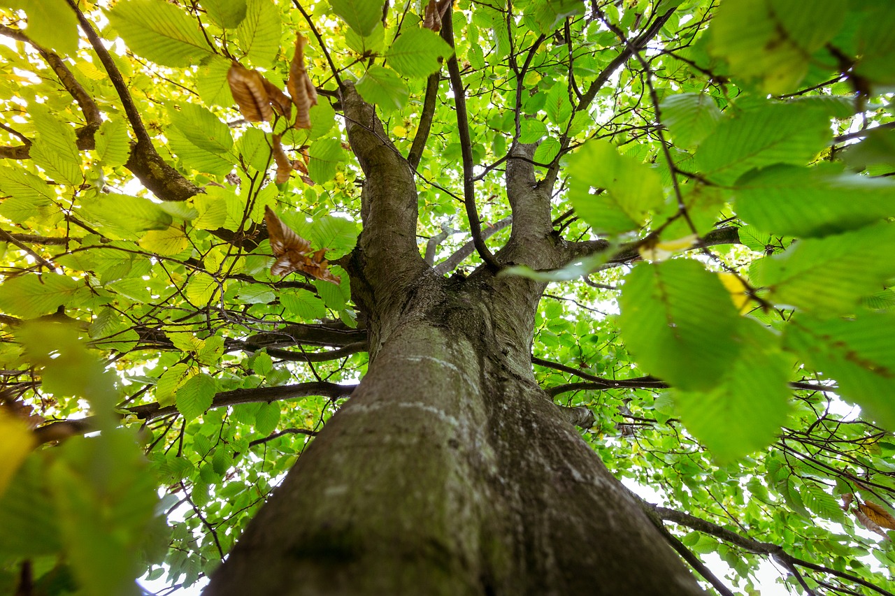 tree  forest  green free photo