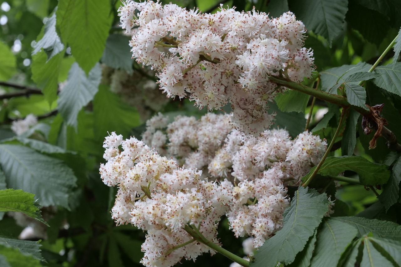 tree  chestnut tree  nature free photo