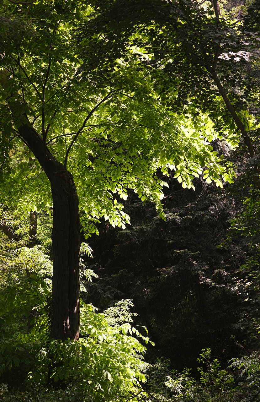 tree  green  forest free photo