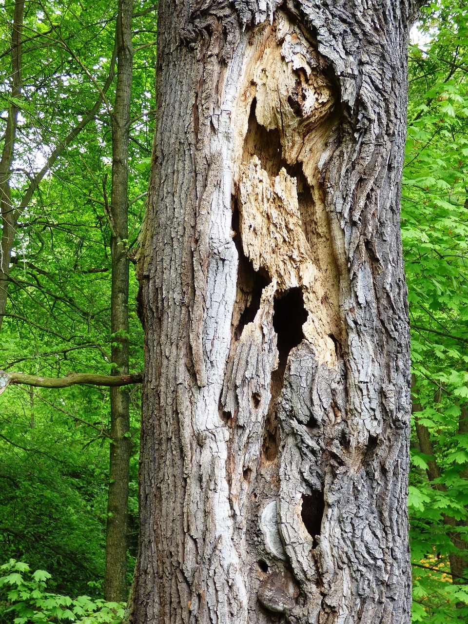 tree holes destroyed free photo