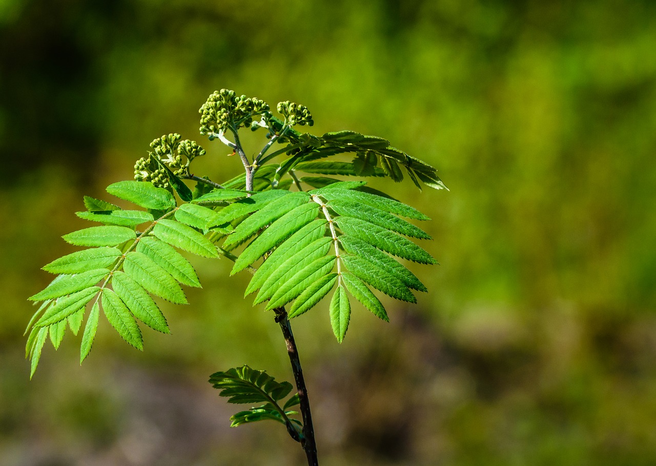 tree  sapling  plant free photo