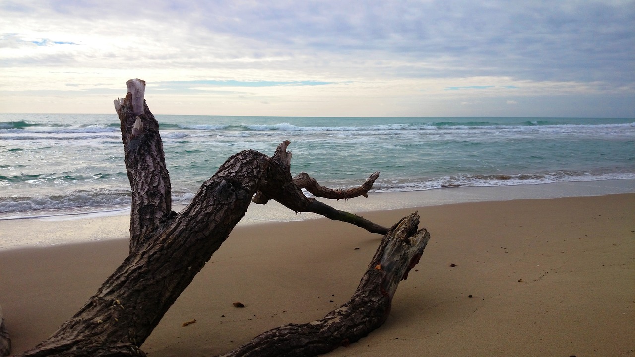 tree  beach  sea free photo