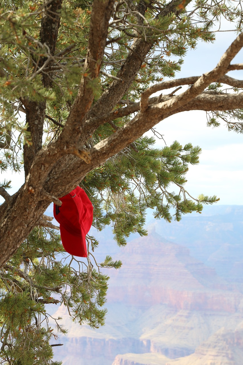 tree  grand canyon  landscape free photo