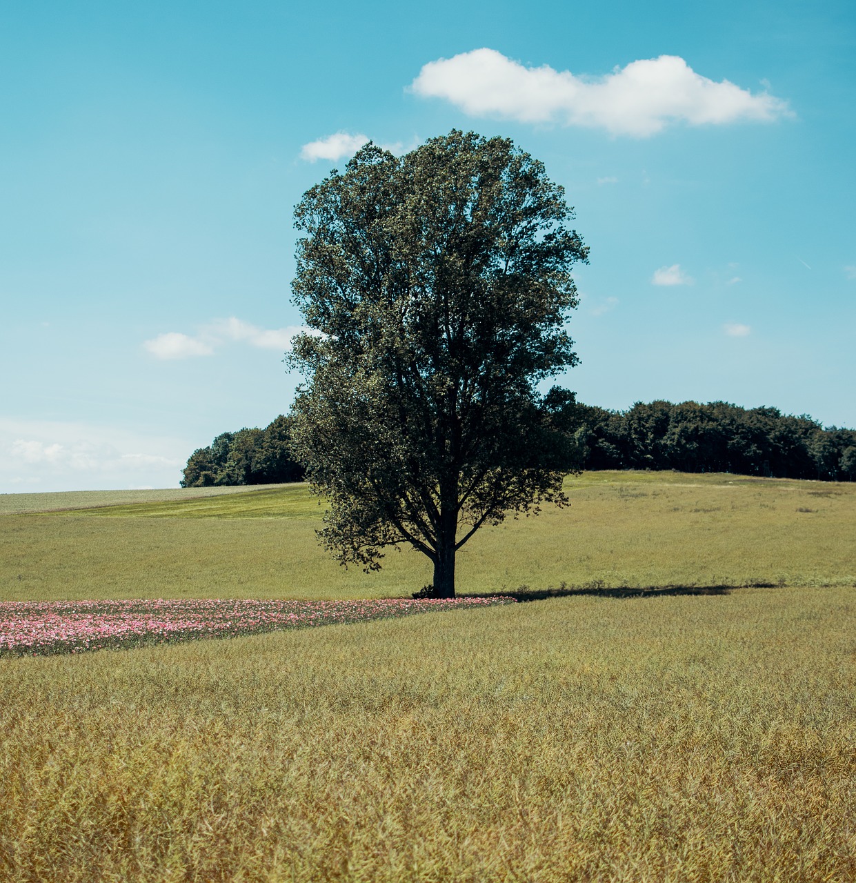 tree  nature  poppy free photo