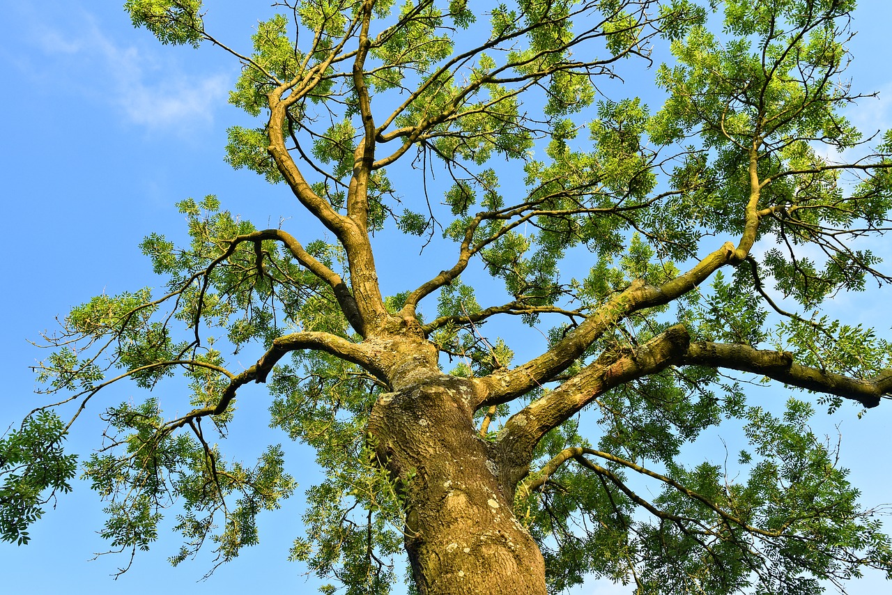 tree  trunk  branch free photo