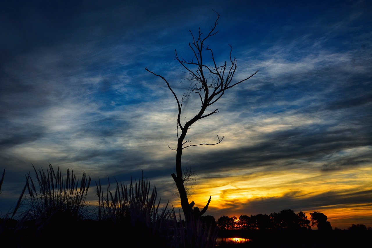 tree  landscape  sunset free photo