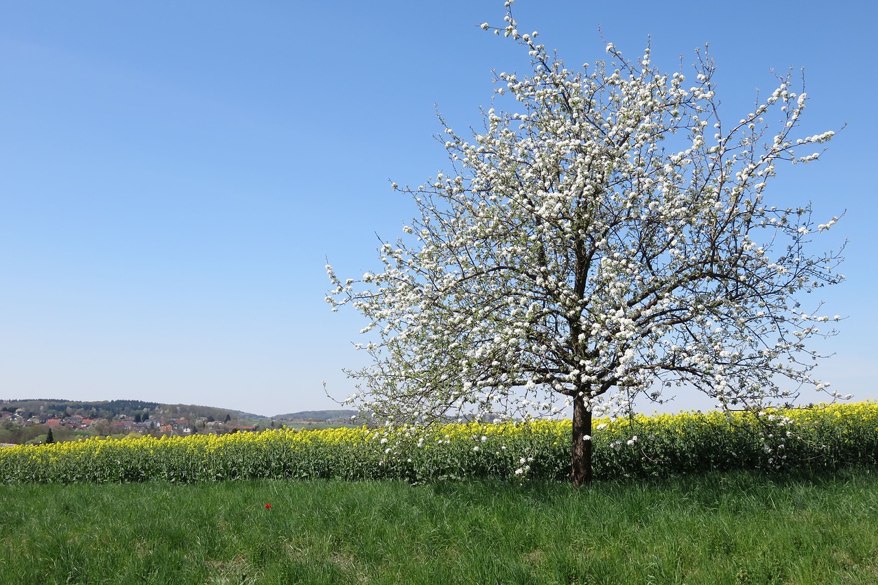 tree  landscape  spring free photo