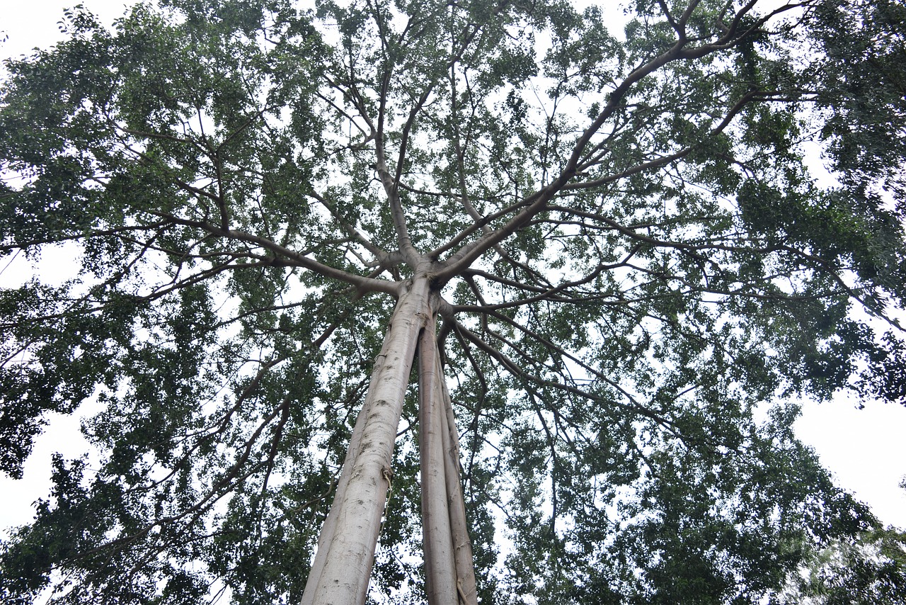 tree  green tree  green free photo