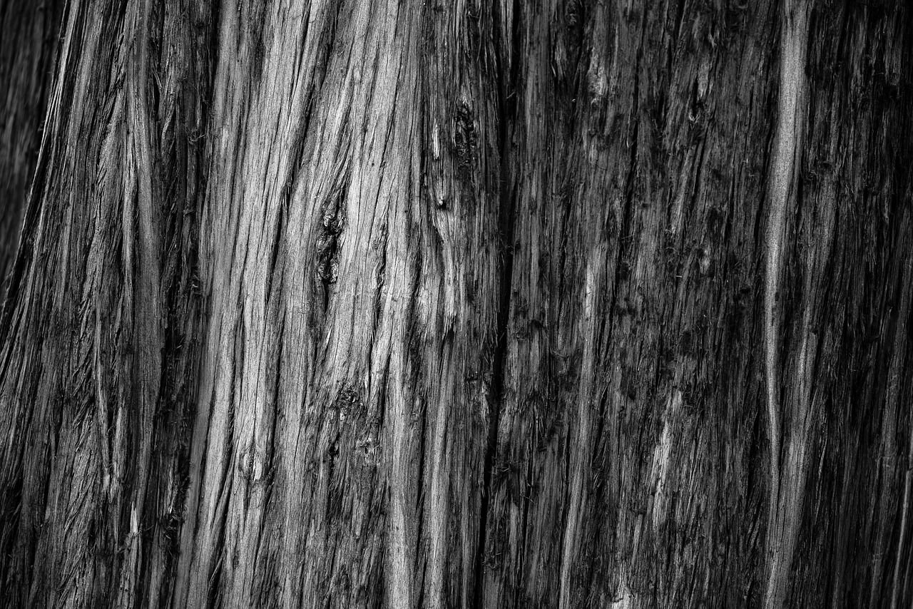 tree  trunk  bark free photo