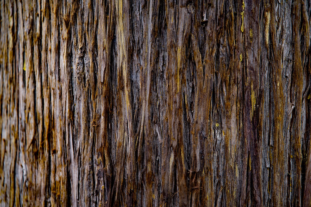 tree  trunk  bark free photo