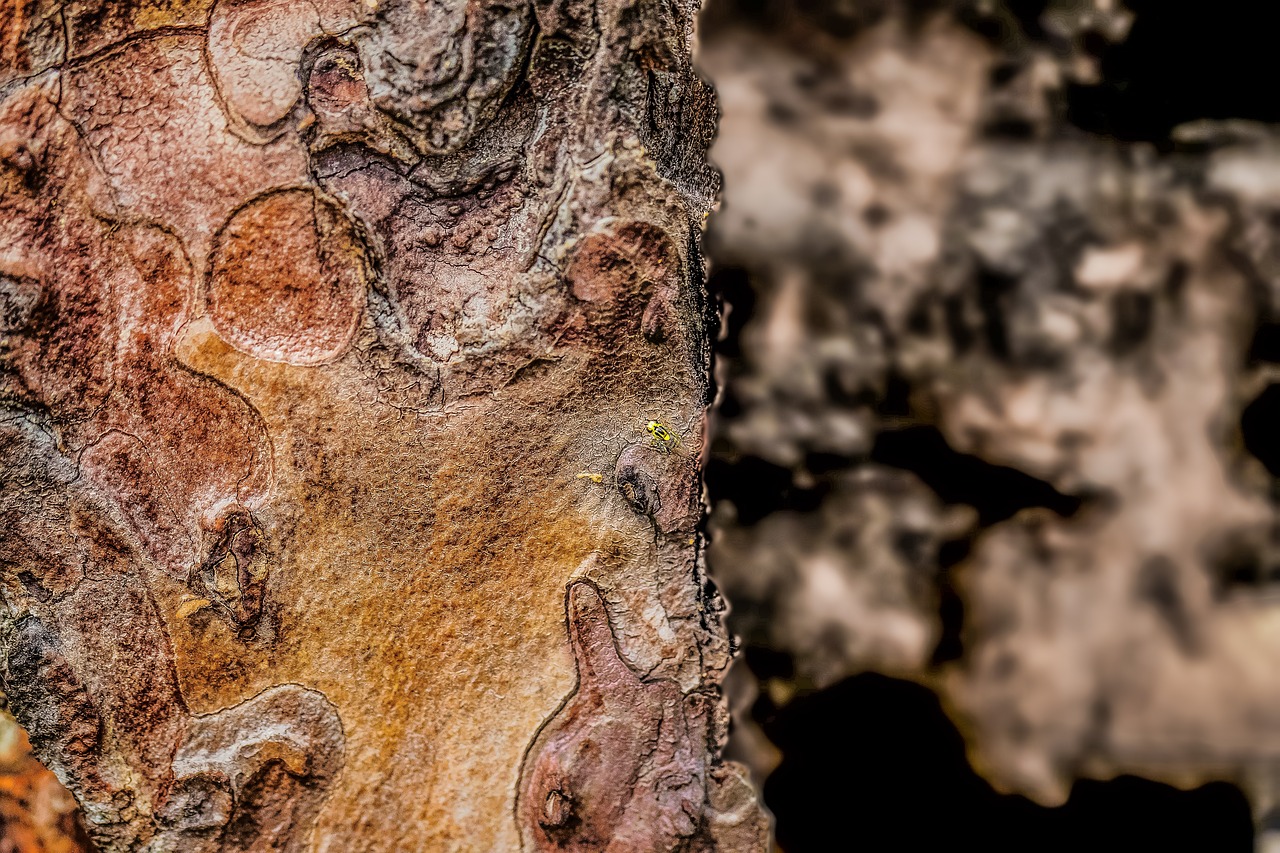 tree  face  nature free photo