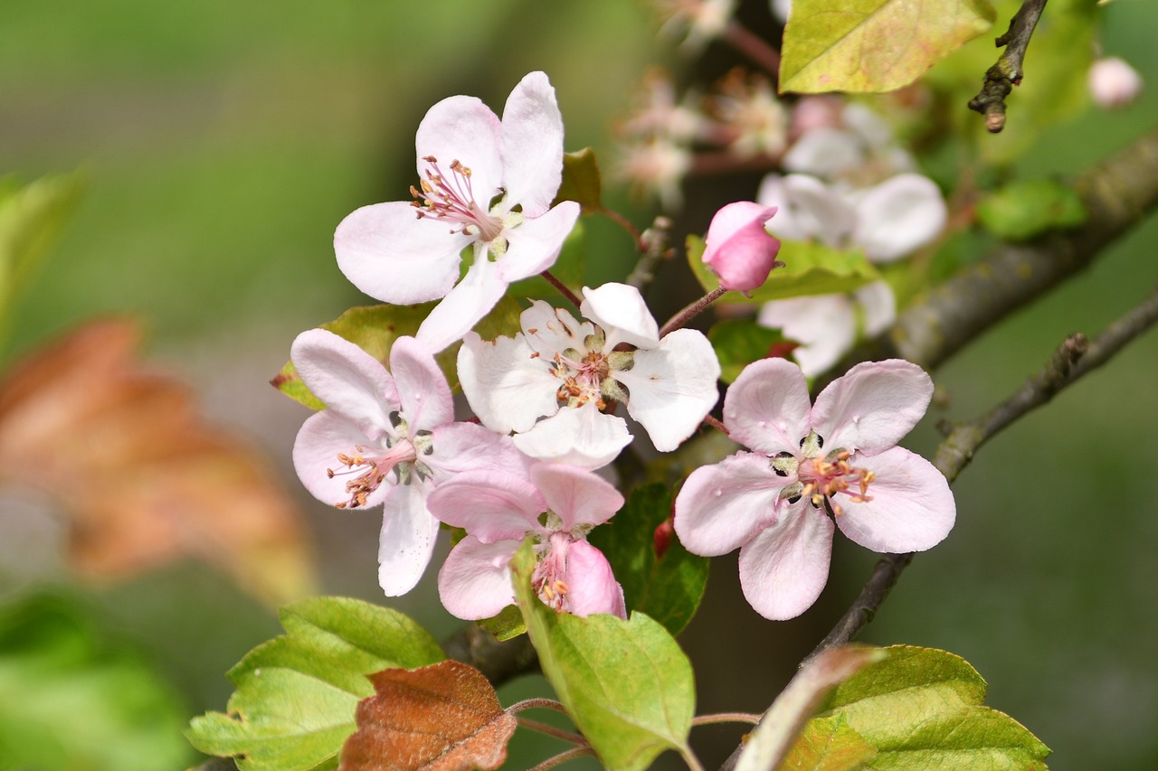 tree  flower  blooms free photo