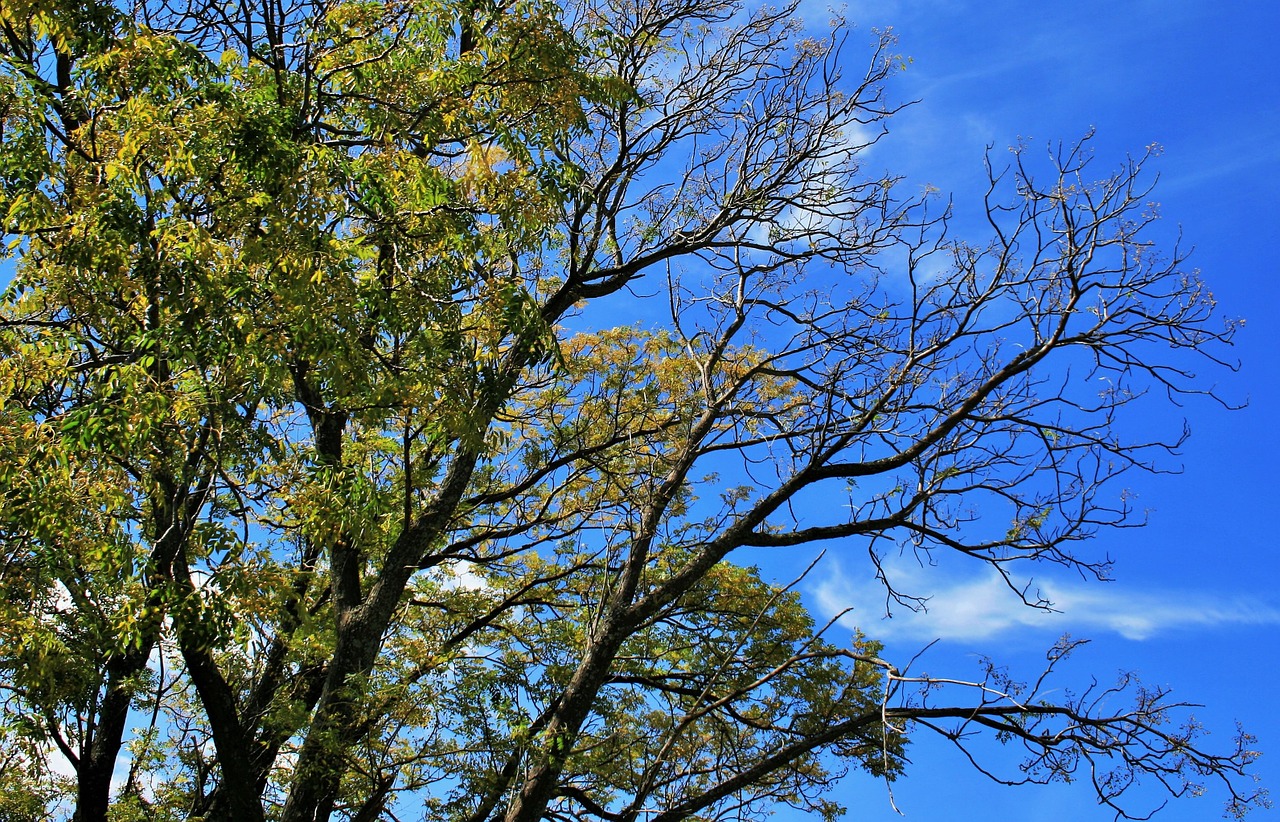 tree leaves branches free photo