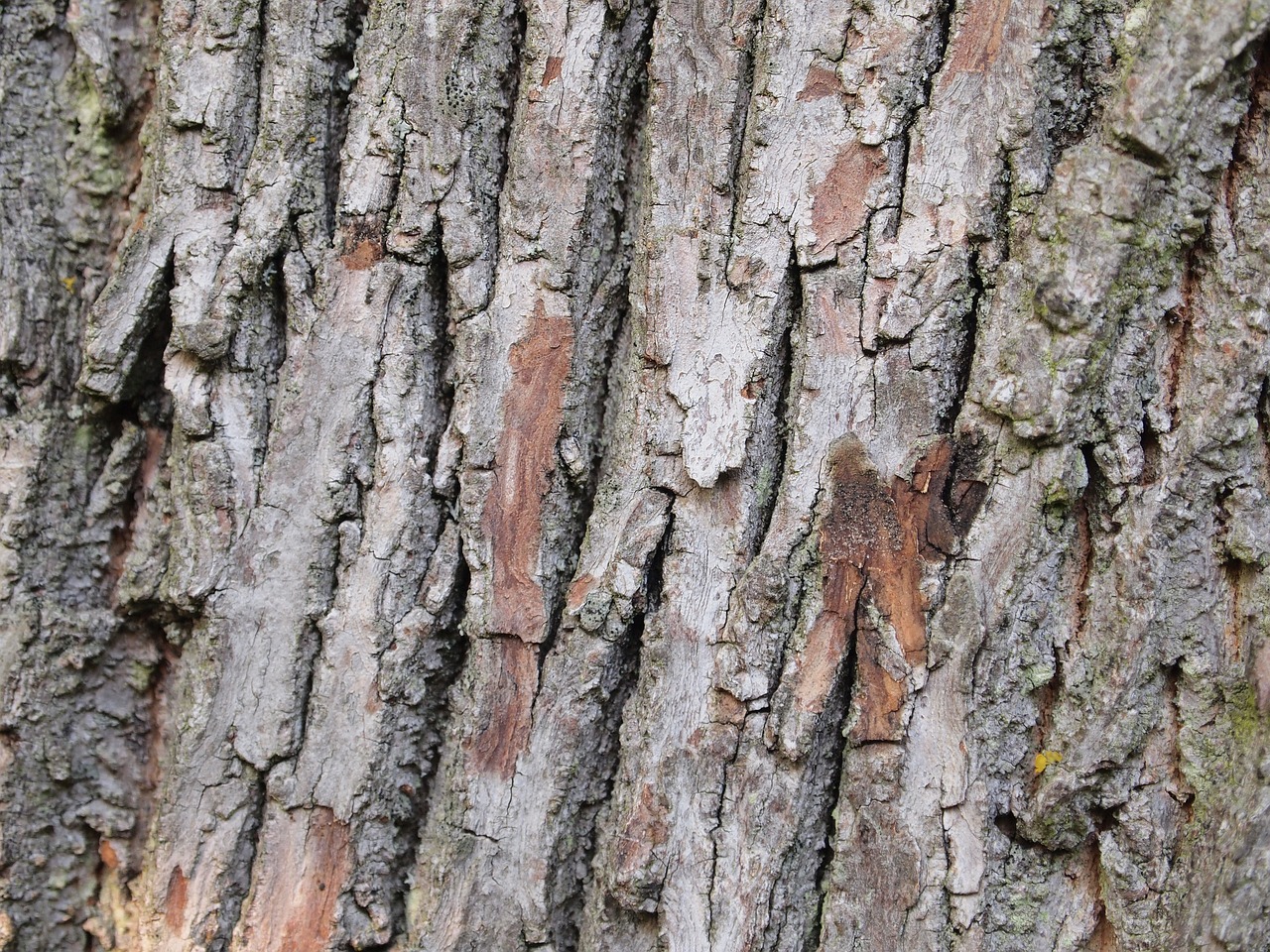 tree  bark  pattern free photo