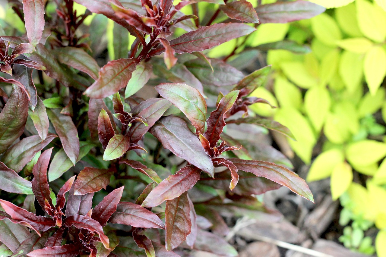 tree garden plant free photo