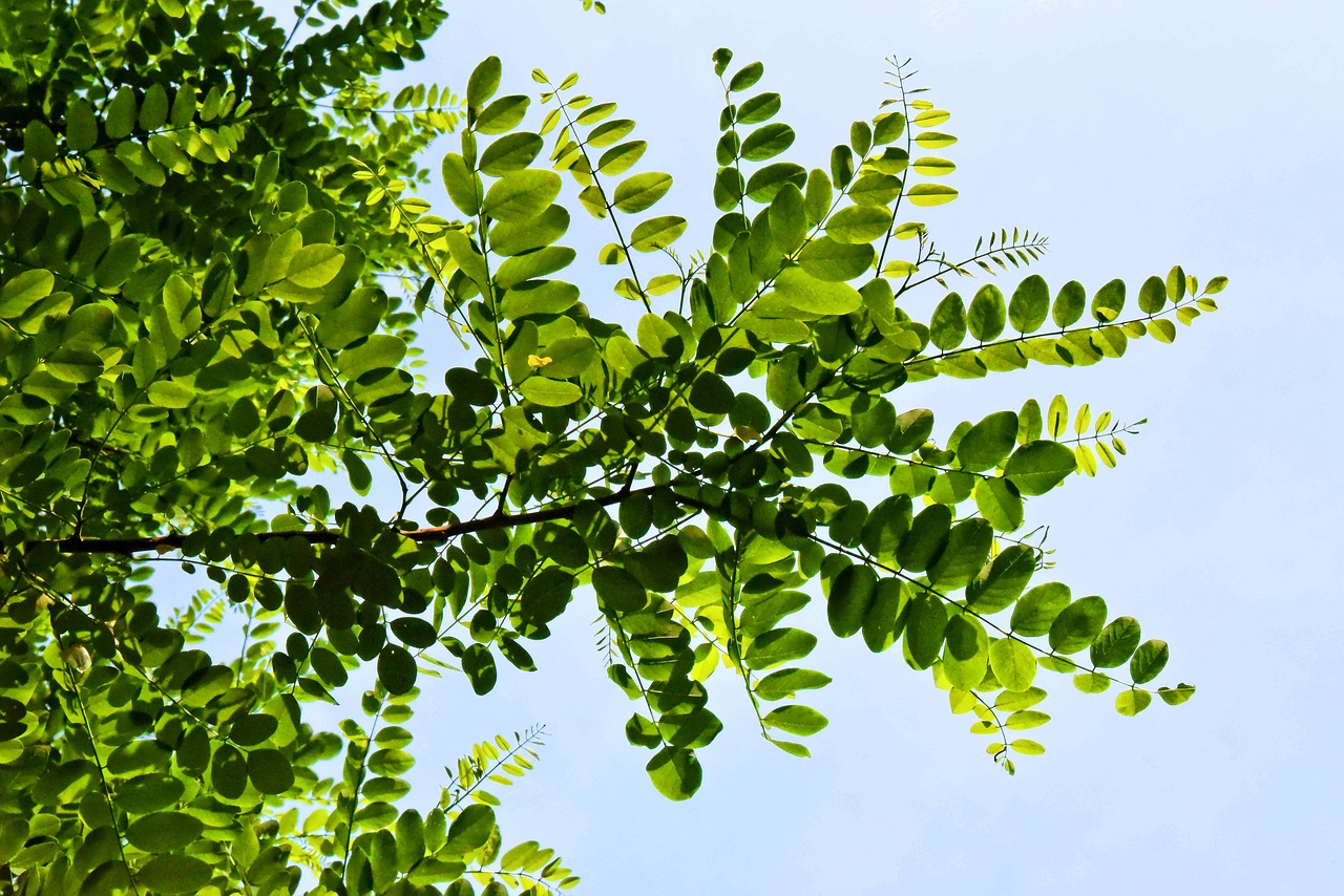 tree  branch  leaves free photo