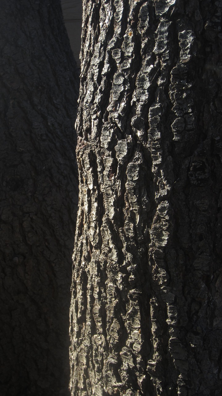 tree  pine  bark free photo