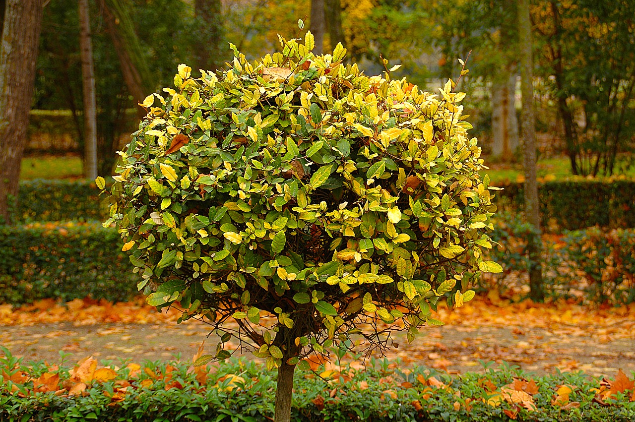 tree  garden  nature free photo