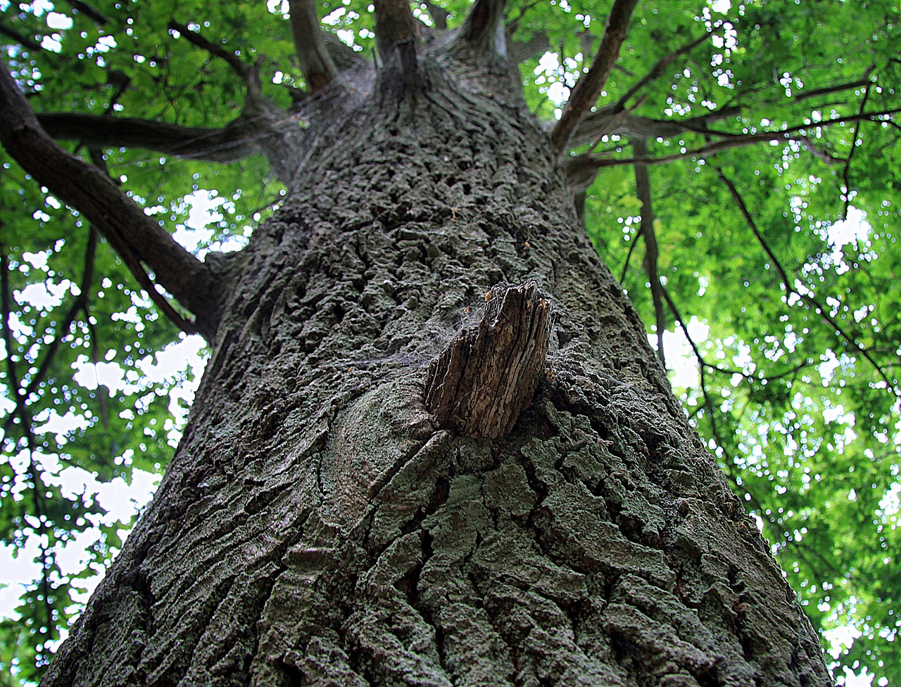 tree  the bark  konary free photo