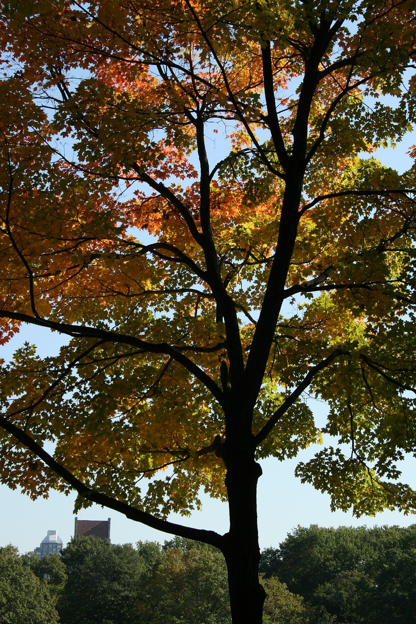 tree nature foliage free photo