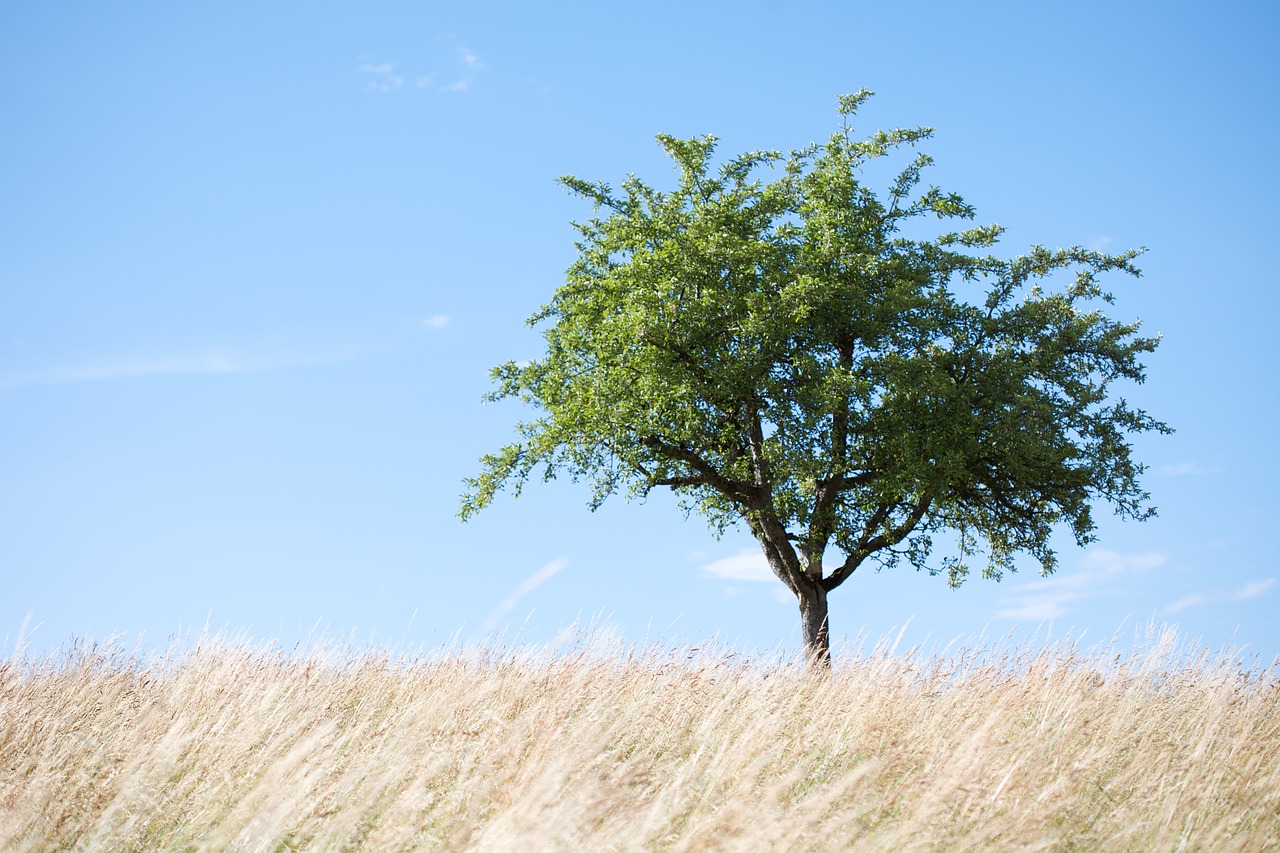 tree  field  landscape free photo