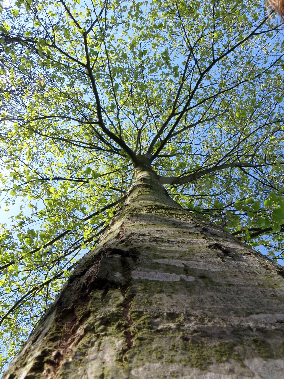 tree tribe green free photo