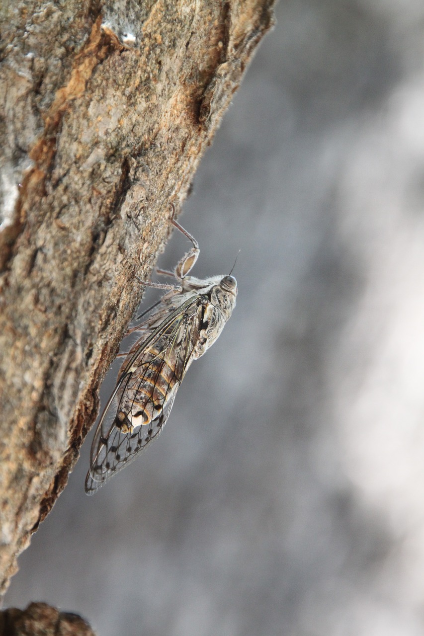 tree  cicada  insect free photo