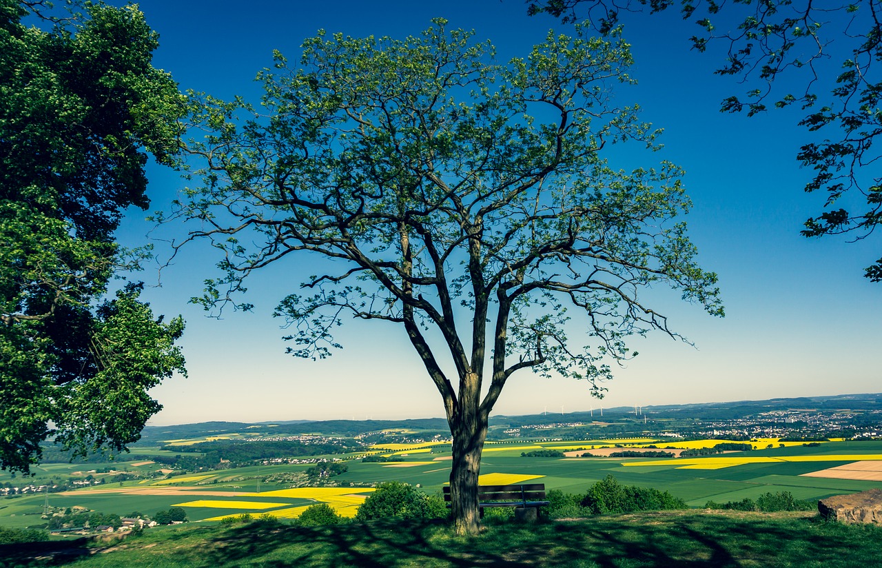 Tree view. Деревья открытые всем ветрам.