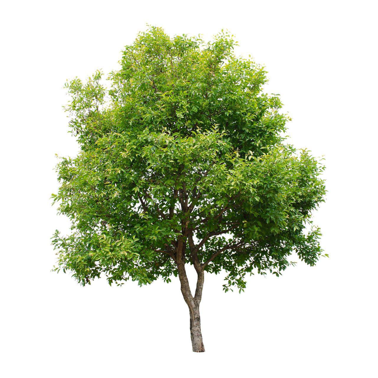 tree  isolated  summer free photo