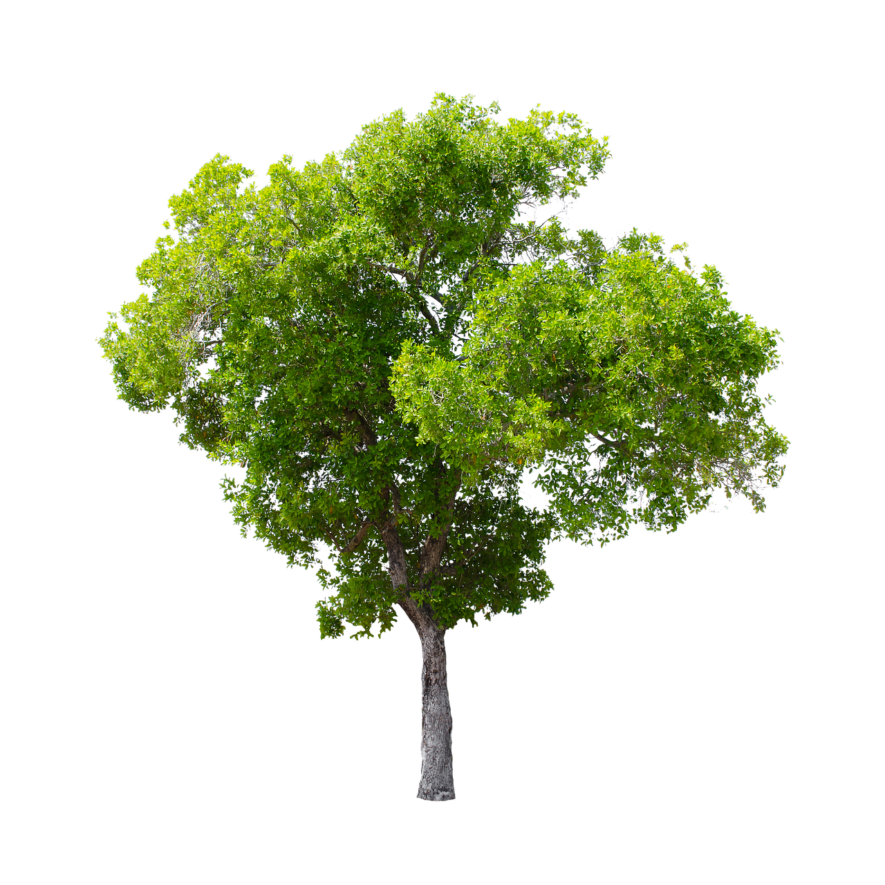 tree  isolated  summer free photo