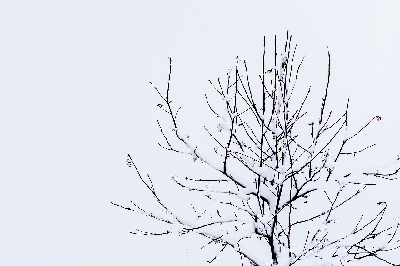 tree  kahl  winter free photo