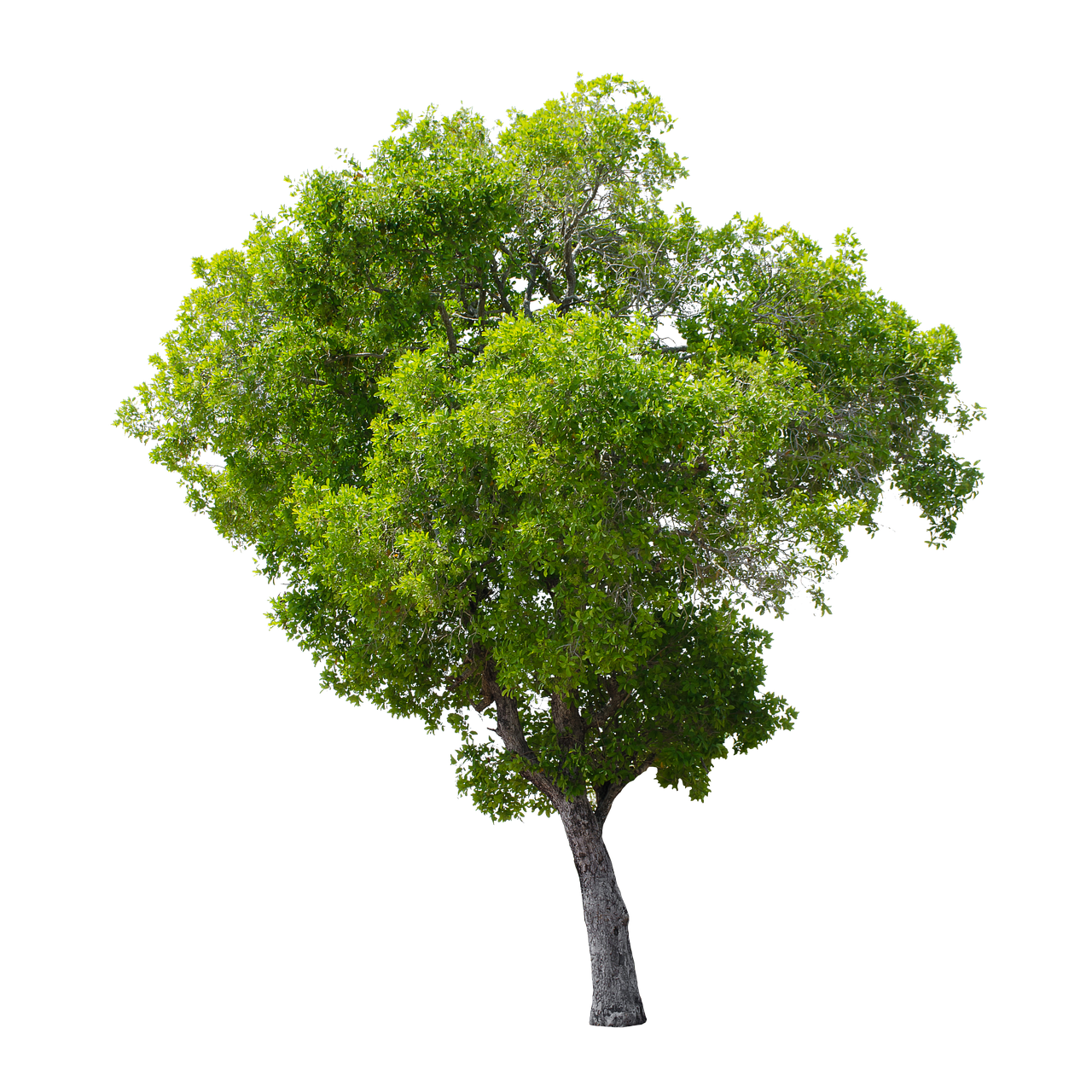 tree  green  isolated free photo