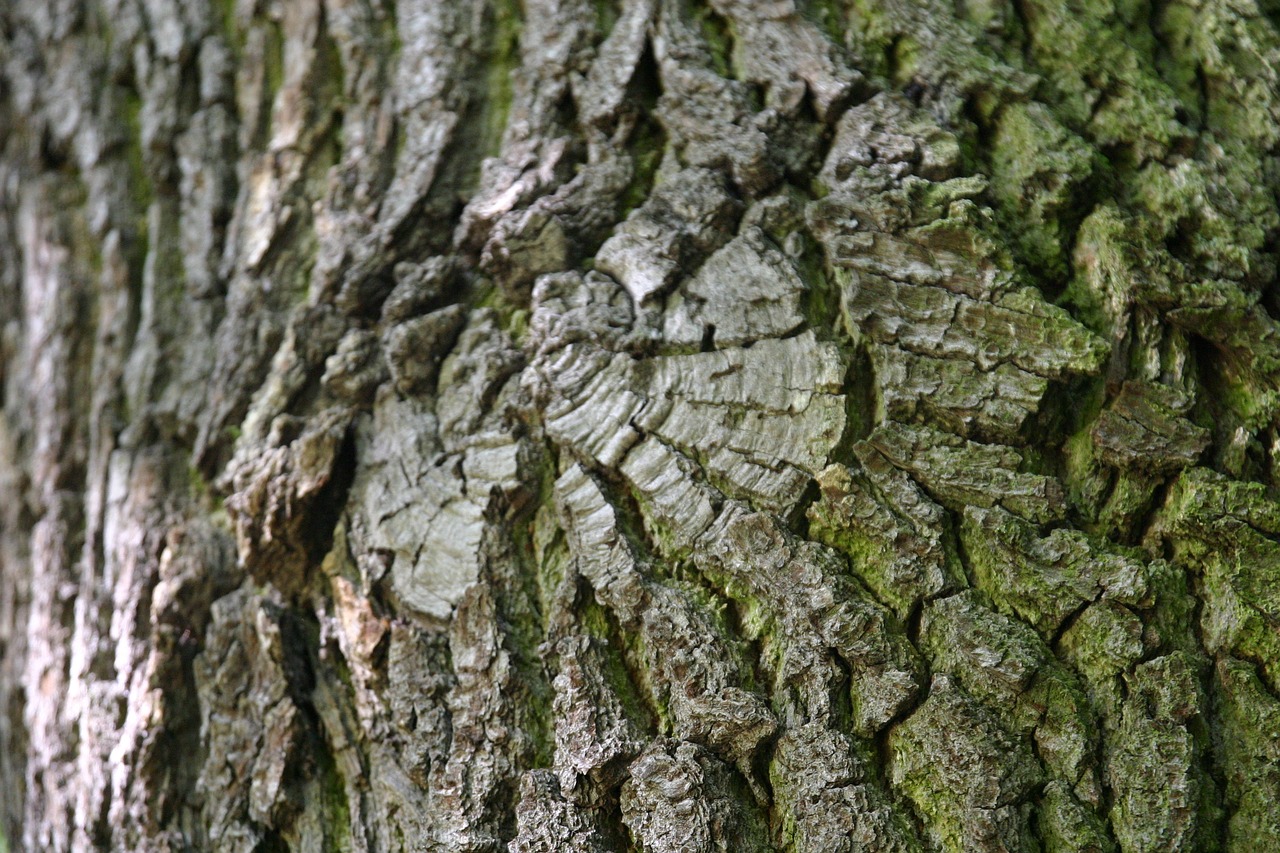 tree  tribe  bark free photo