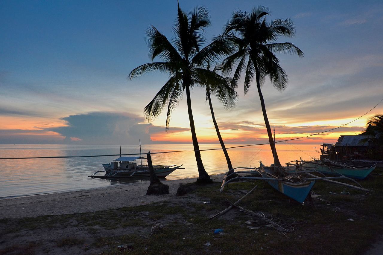 tree  beach  island free photo