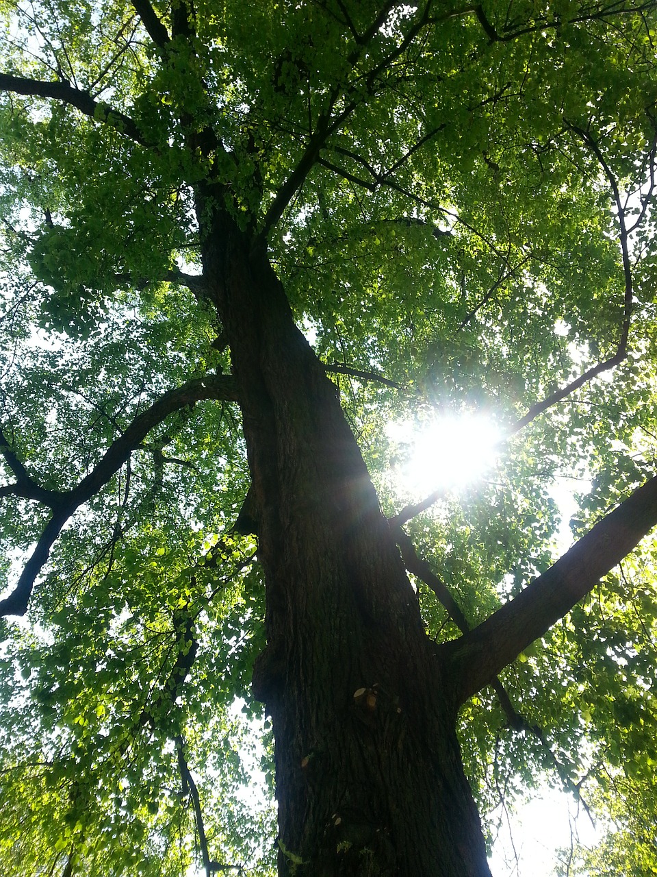 tree light shadow free photo