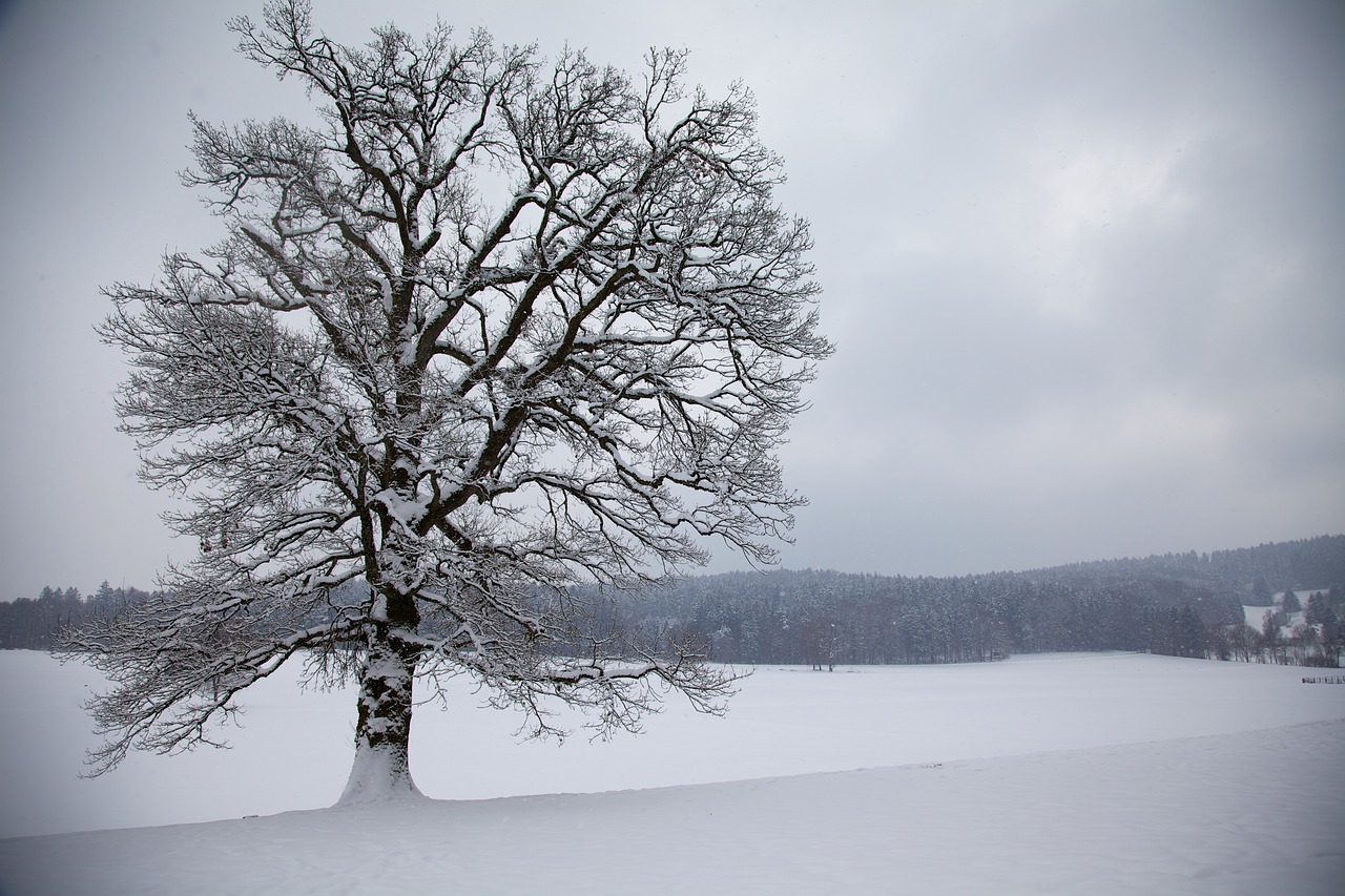 tree  snow  winter free photo