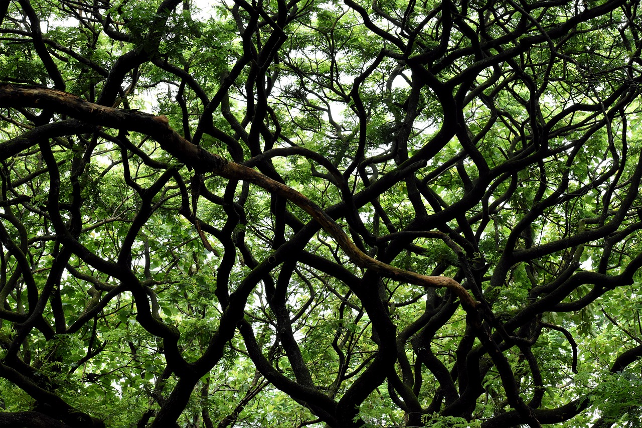 tree  branches  branch free photo