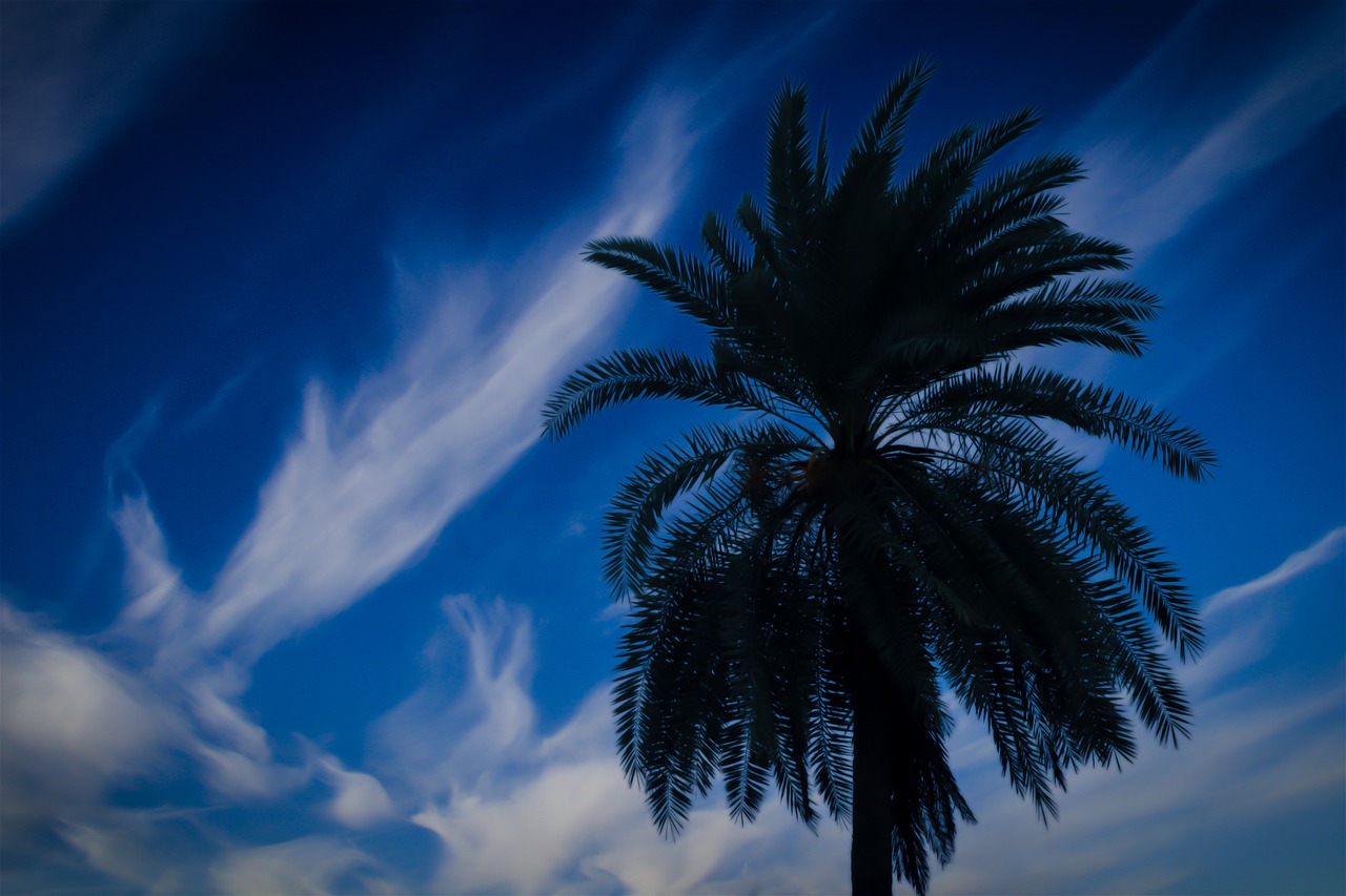 tree  blue sky  blue sky and tree free photo