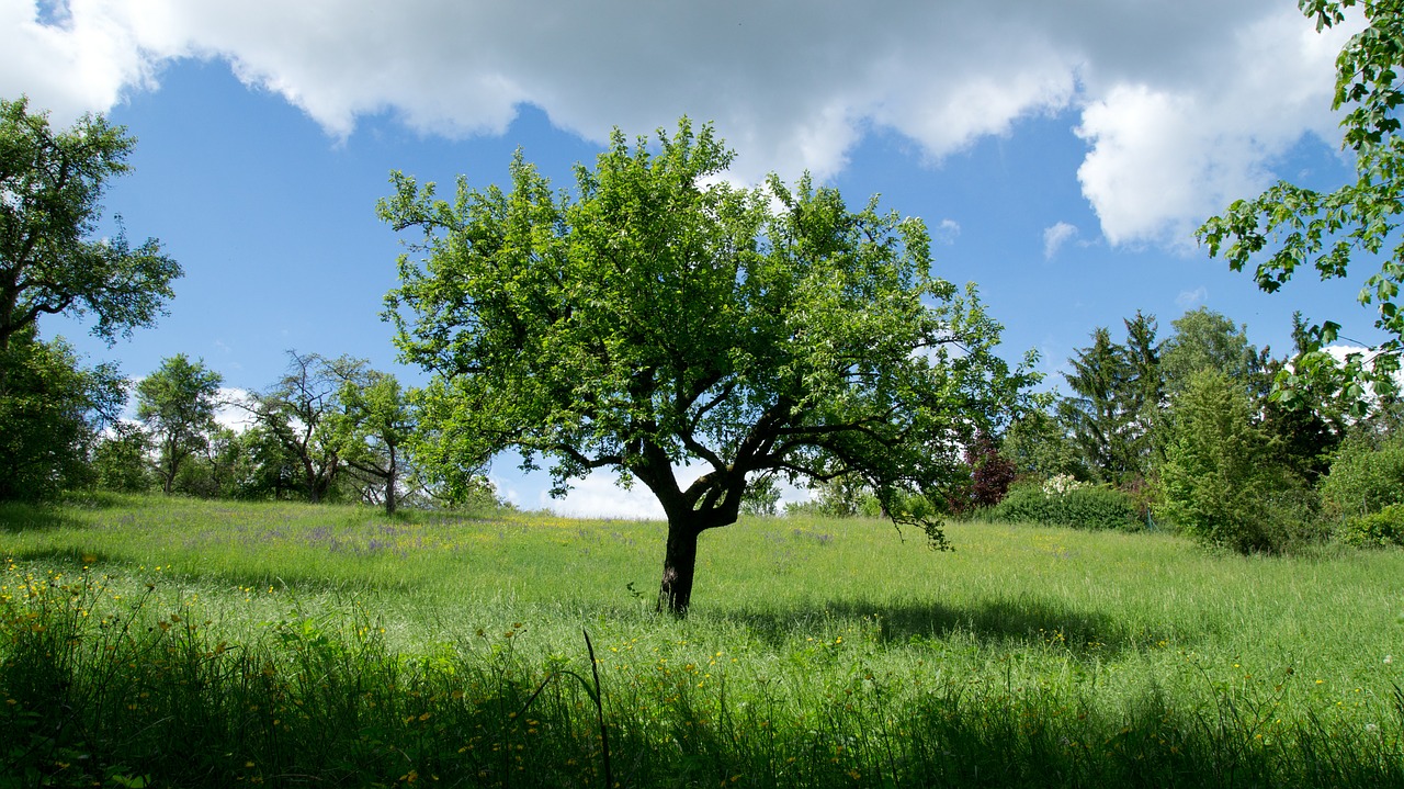 tree nature landscape free photo