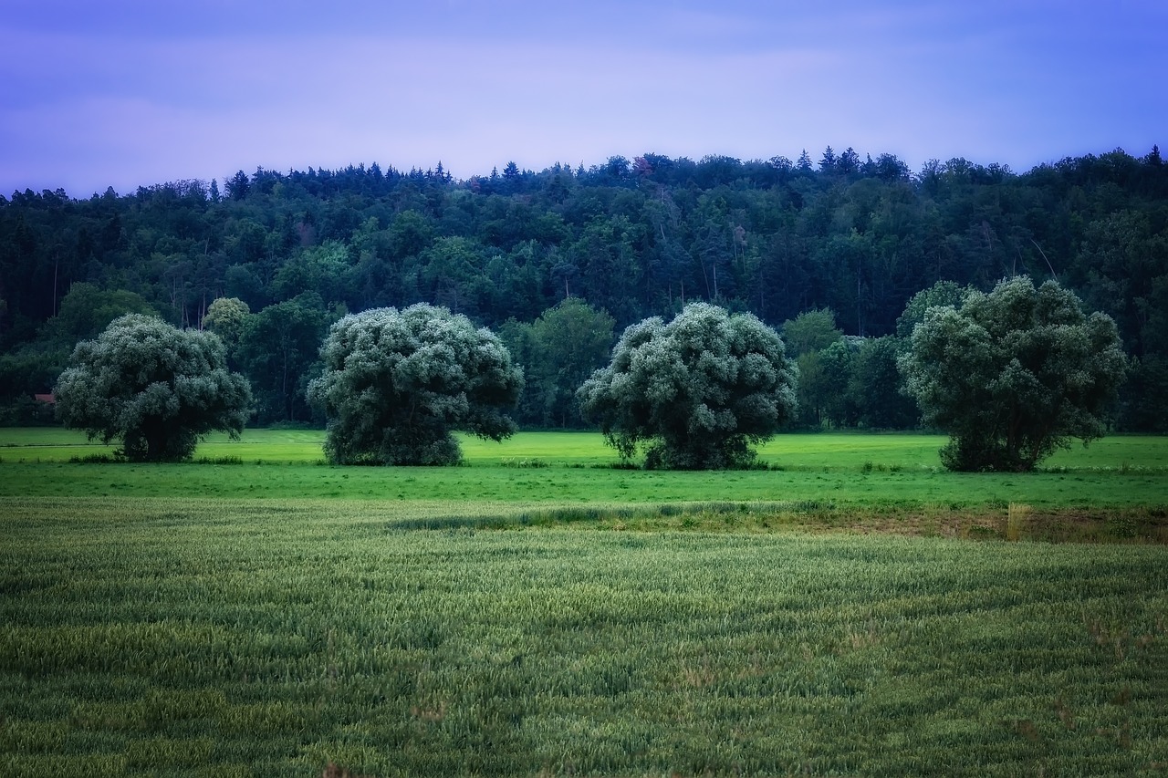 tree  nature  green free photo